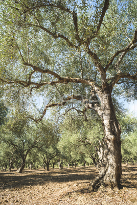 Olive trees in plantation