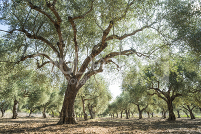 Olive trees and sun rays