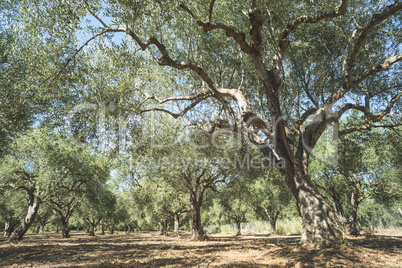 Olive trees and sun rays