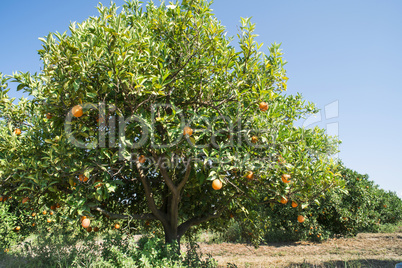 Orange trees in plantation