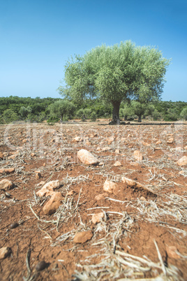 Olive trees in plantation