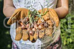 Hands hold plant bulbs in a garden