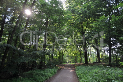 Waldweg mit Sonne