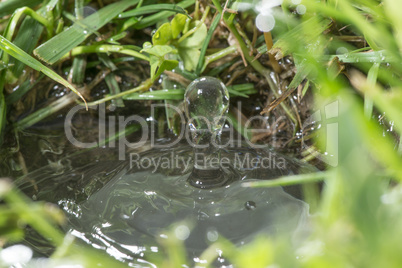 Water drop in the nature