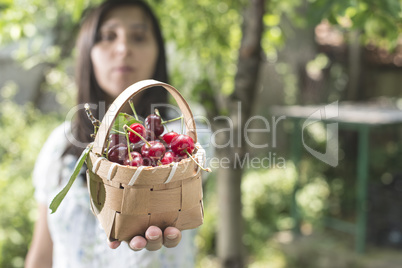 Woman picking cherries in the garden
