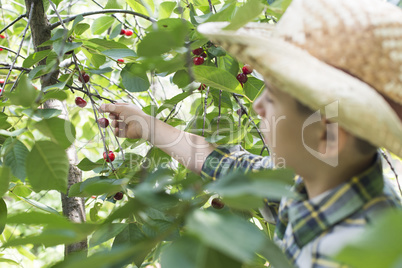 Child harvesting Morello Cherries