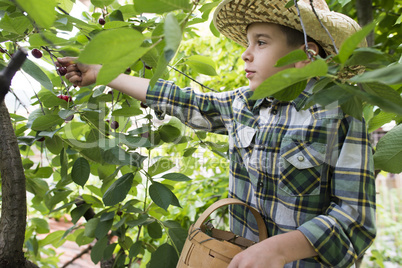 Child harvesting Morello Cherries