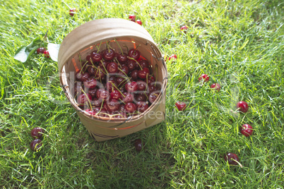 Morello Cherries in basket on green meadow