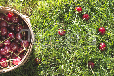 Morello Cherries in basket on green meadow