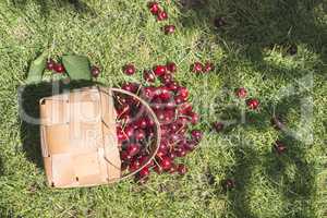 Morello Cherries in basket on green meadow