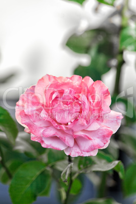 Einzelne rosa Rose in einem Garten