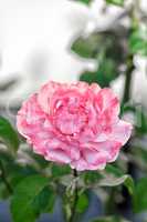 Einzelne rosa Rose in einem Garten