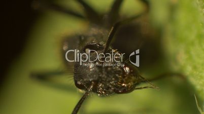 Black Ant Close Up Macro
