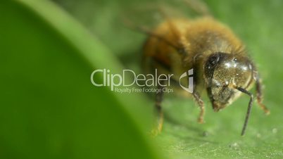 Bee on a leaf