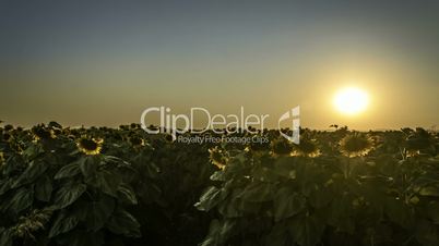 Sunflower field at sunset