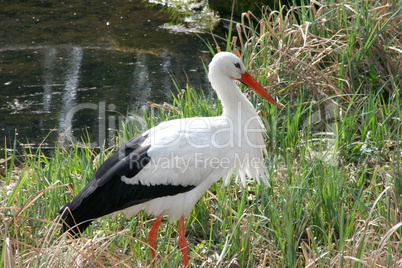 Weißstorch (Ciconia ciconia)