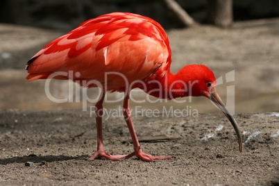 scarlet ibis  (Eudocimus ruber)