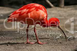 scarlet ibis  (Eudocimus ruber)