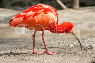 Scharlachsichler scarlet ibis  (Eudocimus ruber)