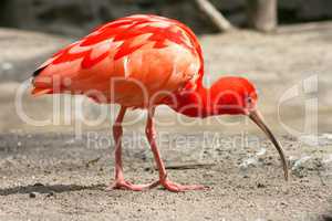 Scharlachsichler scarlet ibis  (Eudocimus ruber)