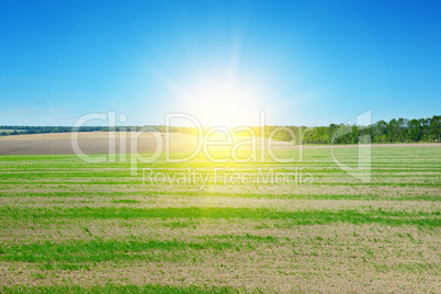 field, sunrise and blue sky