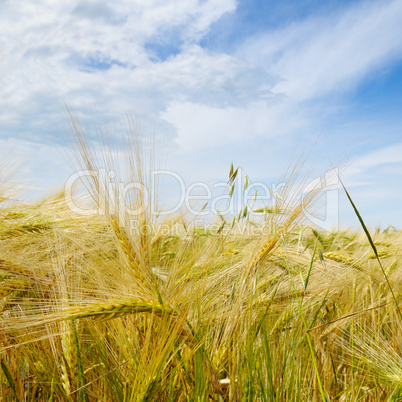 wheat field and blue sky