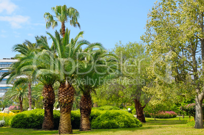 tropical garden with palm trees and lawn