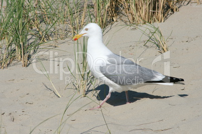 seagull  (Larus argentatus)