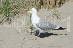 seagull  (Larus argentatus)