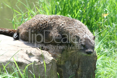 Otter (Lutra lutra)