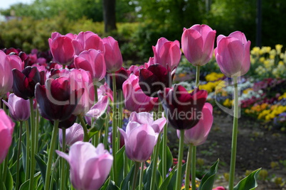 Tulpenbeet