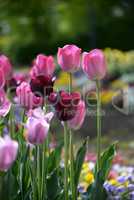 Tulpenbeet