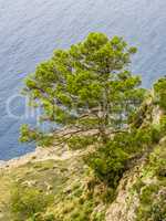 Mallorca Baum an Felswand