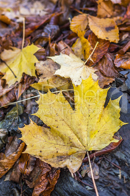 Herbst Blätter Hintergrund 5