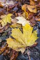 Herbst Blätter Hintergrund 5