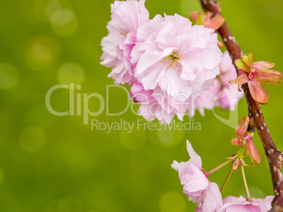 Rosa Baum Blüten 2