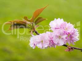 Rosa Baum Blüten 3