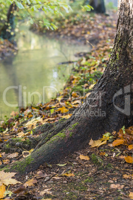 Baum im Wald