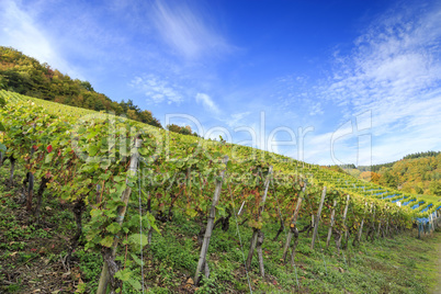 Weinberg im Rheinland 2