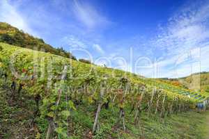 Weinberg im Rheinland 2