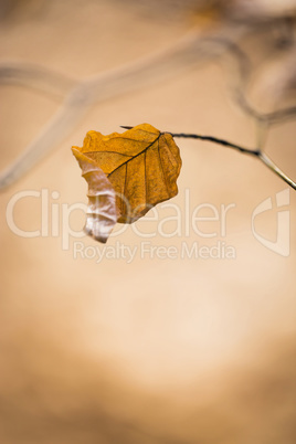 einzelnes Blatt im Herbst