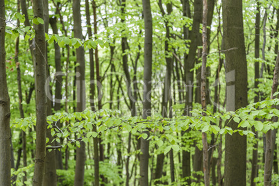 Blick in den Wald