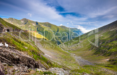 Transfagarasan mountain road with wild flowers from Romania