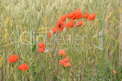 Klatschmohn im Getreidefeld