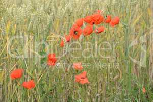 Klatschmohn im Getreidefeld