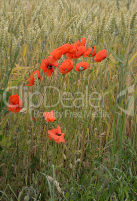 Klatschmohn im Getreidefeld Klatschmohn im Getreidefeld