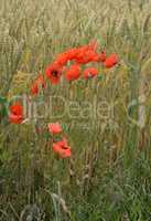 Klatschmohn im Getreidefeld