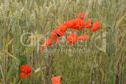 Klatschmohn im Getreidefeld