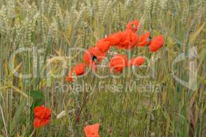 Klatschmohn im Getreidefeld