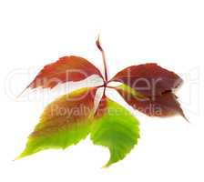 Multicolor autumnal virginia creeper leaf. Isolated on white bac